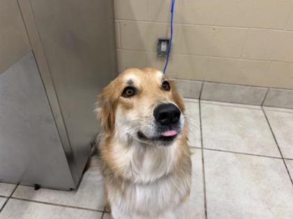 Shelter Stray Female Dog last seen LARKSPUR LN, Williamson County, TX, 1855 SE Inner Loop, Georgetown, TX 78626, USA