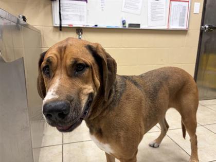 Shelter Stray Female Dog last seen LARKSPUR LN, Williamson County, TX, 1855 SE Inner Loop, Georgetown, TX 78626, USA