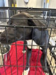 Shelter Stray Male Dog last seen Near FM 1331, Williamson County, TX, 1855 SE Inner Loop, Georgetown, TX 78626, USA