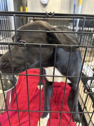 Shelter Stray Male Dog last seen Near FM 1331, Williamson County, TX, 1855 SE Inner Loop, Georgetown, TX 78626, USA