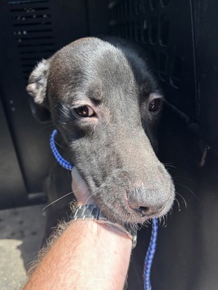 Shelter Stray Male Dog last seen Near FM 1331, Williamson County, TX, 1855 SE Inner Loop, Georgetown, TX 78626, USA