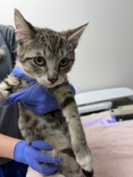Shelter Stray Male Cat last seen 14TH AVE at 44TH ST, Sacramento County, CA, 6201 Florin Perkins Rd, Sacramento, CA 95828, USA