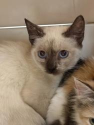 Shelter Stray Male Cat last seen 14TH AVE at 44TH ST, Sacramento County, CA, 6201 Florin Perkins Rd, Sacramento, CA 95828, USA