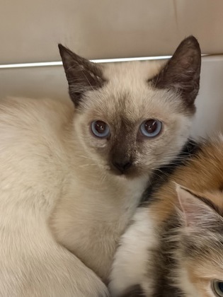 Shelter Stray Male Cat last seen 14TH AVE at 44TH ST, Sacramento County, CA, 6201 Florin Perkins Rd, Sacramento, CA 95828, USA