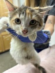 Shelter Stray Female Cat last seen 14TH AVE at 44TH ST, Sacramento County, CA, 6201 Florin Perkins Rd, Sacramento, CA 95828, USA
