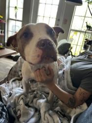 Shelter Stray Male Dog last seen , , GA, 3280 Chamblee Dunwoody Rd, Chamblee, GA 30341, USA