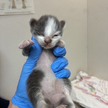 Shelter Stray Male Cat last seen Encinas PL and Durango, City of College Station, TX, 5359 Leonard Rd, Bryan, TX 77807, USA