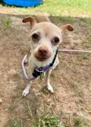 Shelter Stray Female Dog last seen Near ESSEX FARMS LANE Stone Mountain, 30088, 30088, GA, 3280 Chamblee Dunwoody Rd, Chamblee, GA 30341, USA