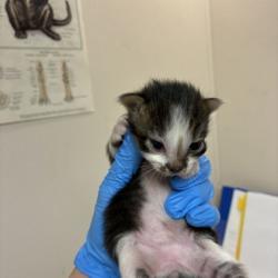 Shelter Stray Female Cat last seen Encinas PL and Durango, City of College Station, TX, 5359 Leonard Rd, Bryan, TX 77807, USA