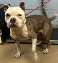 Shelter Stray Male Dog last seen Near Cranbrooke Drive, 30032, GA, 3280 Chamblee Dunwoody Rd, Chamblee, GA 30341, USA