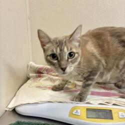 Shelter Stray Female Cat last seen Harvey Mitchell/ Southwood Dr, City of College Station, TX, 5359 Leonard Rd, Bryan, TX 77807, USA