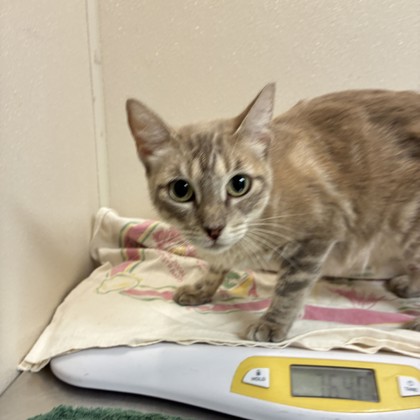Shelter Stray Female Cat last seen Harvey Mitchell/ Southwood Dr, City of College Station, TX, 5359 Leonard Rd, Bryan, TX 77807, USA