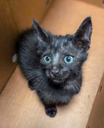Shelter Stray Male Cat last seen Ashlan and Sunnyside, Fresno Zone Fresno CO 2 93727, CA, 1510 W Dan Ronquillo Dr, Fresno, CA 93706, USA
