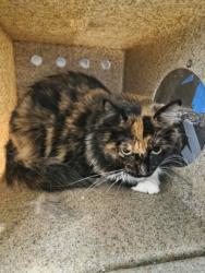 Shelter Stray Female Cat last seen E Central Ave & S De Wolf Ave, Fresno Zone Fresno CO 1A 93725, CA, 1510 W Dan Ronquillo Dr, Fresno, CA 93706, USA