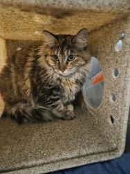 Shelter Stray Female Cat last seen E Central Ave & S De Wolf Ave, Fresno Zone Fresno CO 1A 93725, CA, 1510 W Dan Ronquillo Dr, Fresno, CA 93706, USA