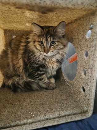 Shelter Stray Female Cat last seen E Central Ave & S De Wolf Ave, Fresno Zone Fresno CO 1A 93725, CA, 1510 W Dan Ronquillo Dr, Fresno, CA 93706, USA