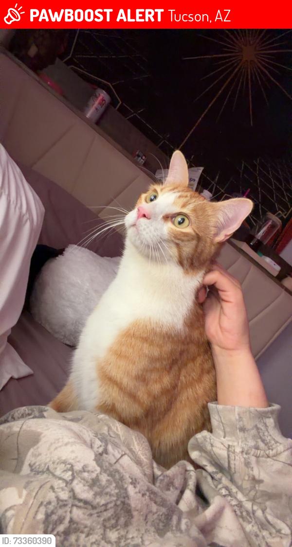 Lost Male Cat last seen Camino del Grillo.Our back yard is up against Linda Vista park., Tucson, AZ 85742