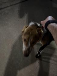 Found/Stray Unknown Dog last seen Fenwick Pond, Edmond, OK 73012