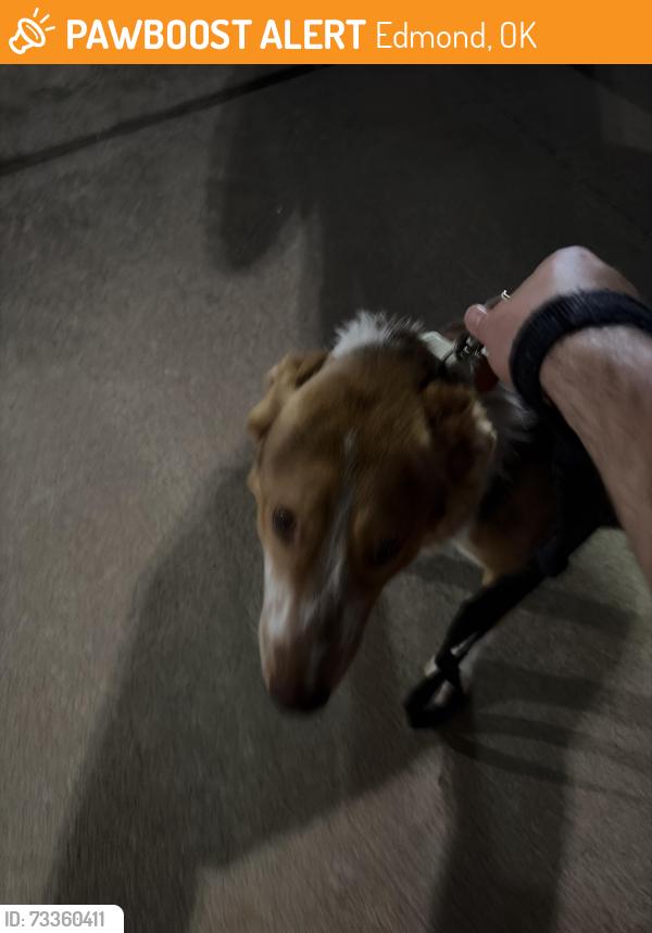 Found/Stray Unknown Dog last seen Fenwick Pond, Edmond, OK 73012