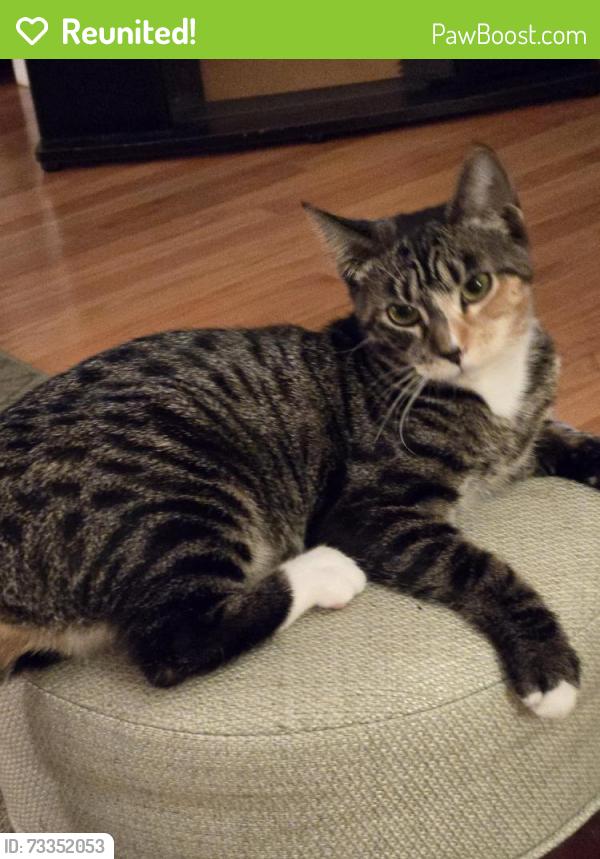Reunited Female Cat last seen LYNNWOOD DR. HAWTHORNE RD., Niskayuna, NY 12309