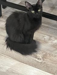 Reunited Female Cat last seen Cravey Trail and Cravey Dr, DeKalb County, GA 30345