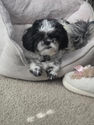 Lost Female Dog last seen Langley farms dr., Gwinnett County, GA 30052
