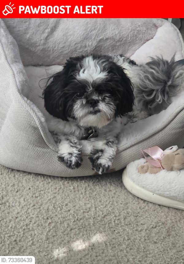 Lost Female Dog last seen Langley farms dr., Gwinnett County, GA 30052