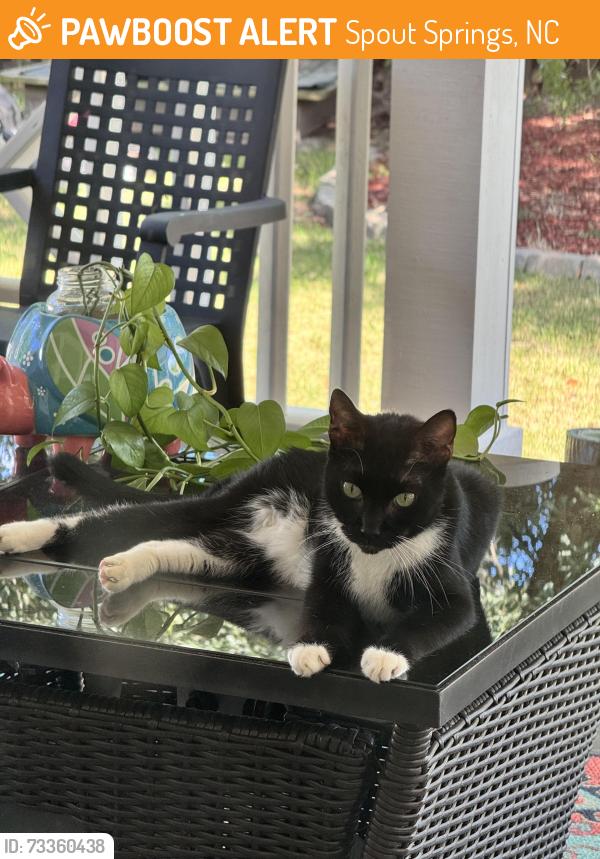 Found/Stray Unknown Cat last seen Sawyer rd hwy 87, Spout Springs, NC 28326