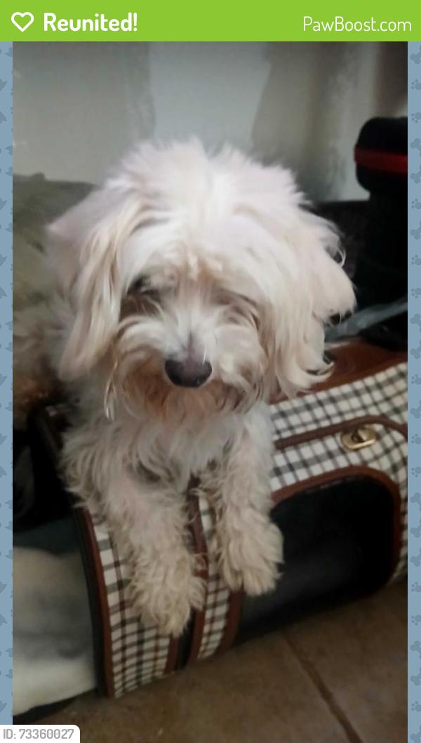 Reunited Male Dog last seen W. Robert & frazier ave., Fort Worth, TX 76110