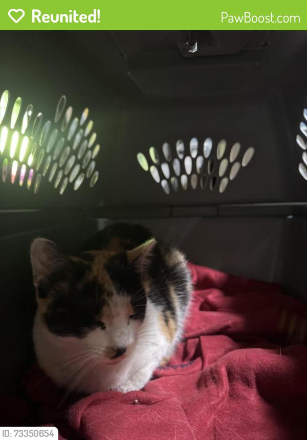Reunited Unknown Cat last seen Cardinal Road and Staley, Champaign, IL 61822