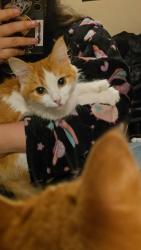 Reunited Female Cat last seen Neighborhood around the Baylor Scott & hosp in Sunnyvale, Mesquite, TX 75149