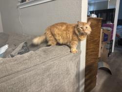 Reunited Male Cat last seen Near W Renner Rd, Richardson, TX 75080, USA, Richardson, TX 75080