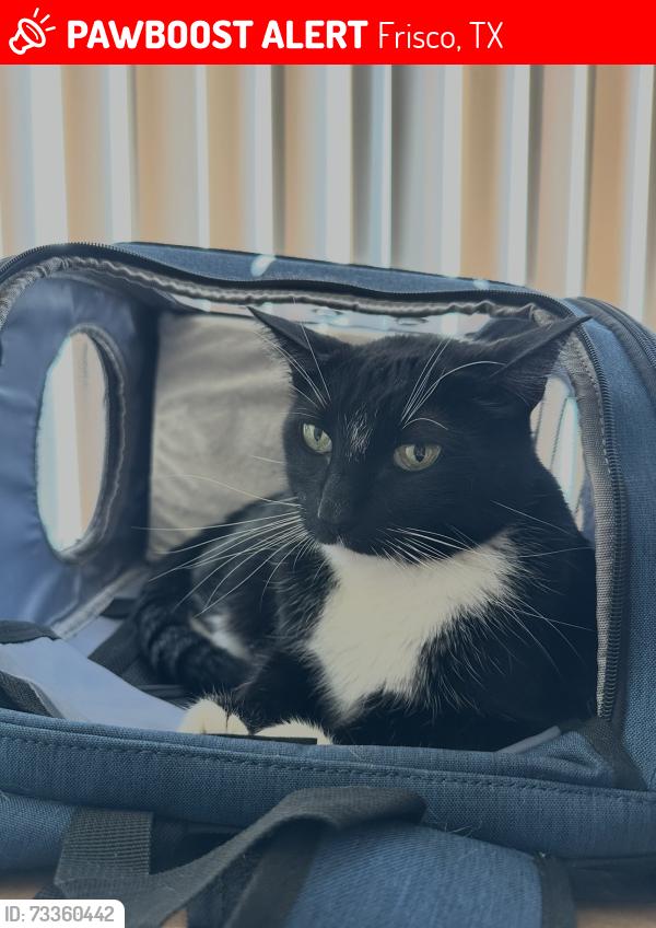 Lost Male Cat last seen Bicentennial Park, Frisco, TX 75033