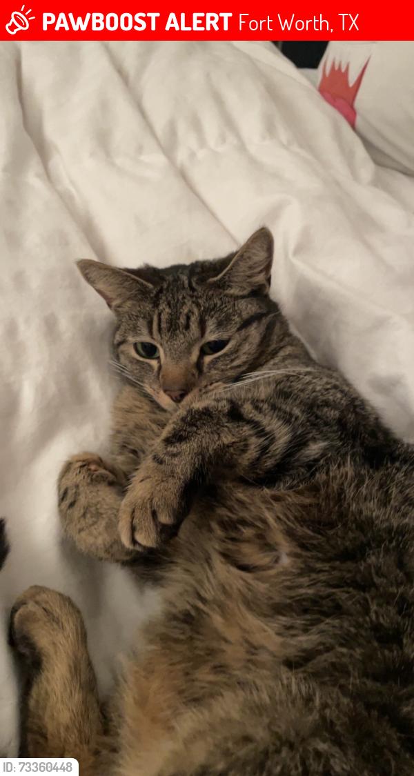 Lost Female Cat last seen Parks of Deer Creek neighborhood, Fort Worth, TX 76140