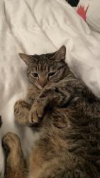 Lost Female Cat last seen Parks of Deer Creek neighborhood, Fort Worth, TX 76140