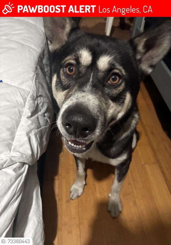 Lost Male Dog last seen Near hooper ave, Los Angeles, CA 90001