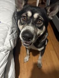 Lost Male Dog last seen Near hooper ave, Los Angeles, CA 90001