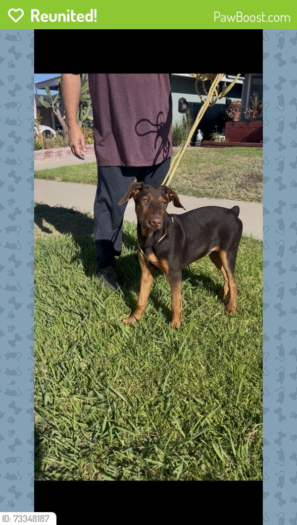 Reunited Female Dog last seen Cambridge ,, Orange, CA 92867