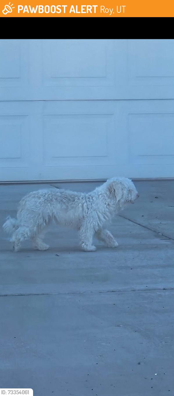 Found/Stray Unknown Dog last seen Near S 1720 W, Roy, UT 84067