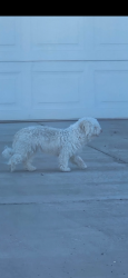 Found/Stray Unknown Dog last seen Near S 1720 W, Roy, UT 84067