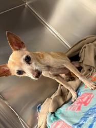 Shelter Stray Unknown Dog last seen Near Wells Branch Parkway, AUSTIN, TX, 78728, 7201 Levander Loop bldg a, Austin, TX 78702, USA
