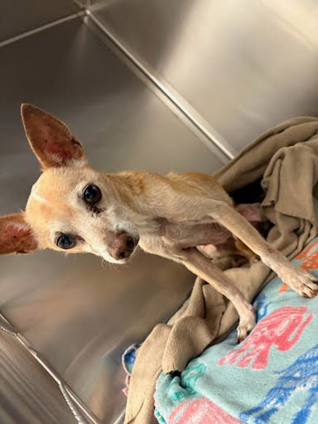 Shelter Stray Unknown Dog last seen Near Wells Branch Parkway, AUSTIN, TX, 78728, 7201 Levander Loop bldg a, Austin, TX 78702, USA