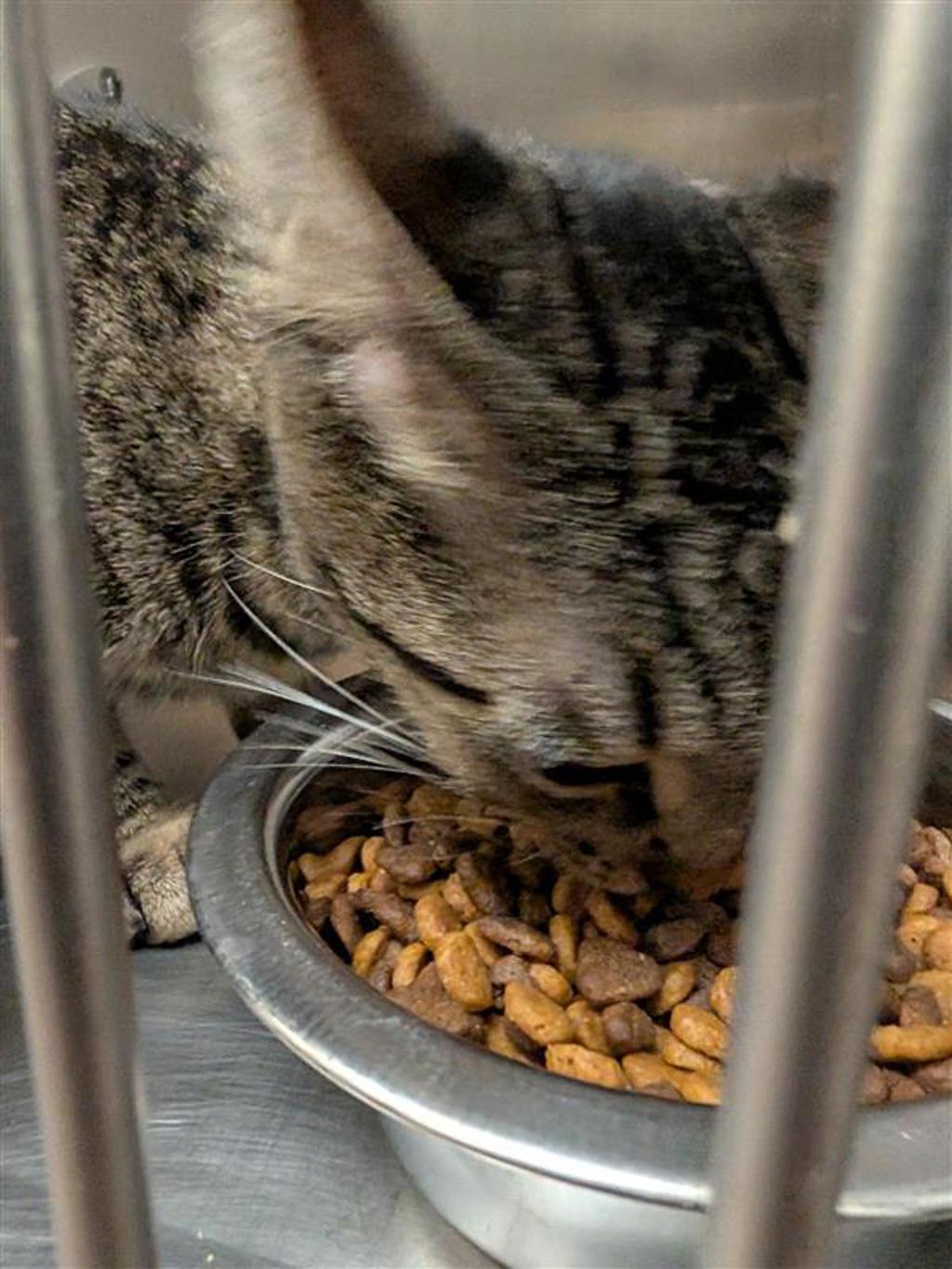 Shelter Stray Unknown Cat last seen Near Levander Loop, AUSTIN, TX, 78702, 7201 Levander Loop bldg a, Austin, TX 78702, USA