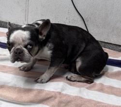 Shelter Stray Female Dog last seen Near W Eighth Avenue, Escondido, CA, 92025, Escondido, CA 92027, USA