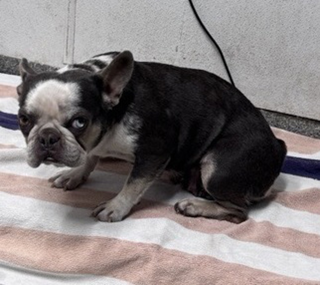 Shelter Stray Female Dog last seen Near W Eighth Avenue, Escondido, CA, 92025, Escondido, CA 92027, USA