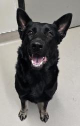 Shelter Stray Female Dog last seen Near Parway Drive, La Mesa, CA, 91942, El Cajon, CA 92020, USA