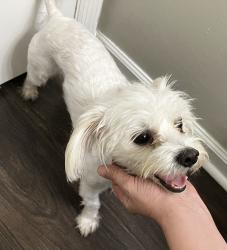 Found/Stray Female Dog last seen Lansdowne Drive and Reynolds Road, Lexington, KY 40517
