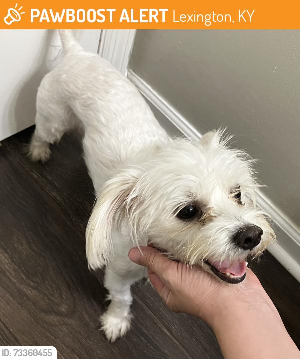 Found/Stray Female Dog last seen Lansdowne Drive and Reynolds Road, Lexington, KY 40517