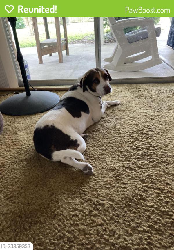Reunited Female Dog last seen Rankin/Spears humble, Humble, TX 77396
