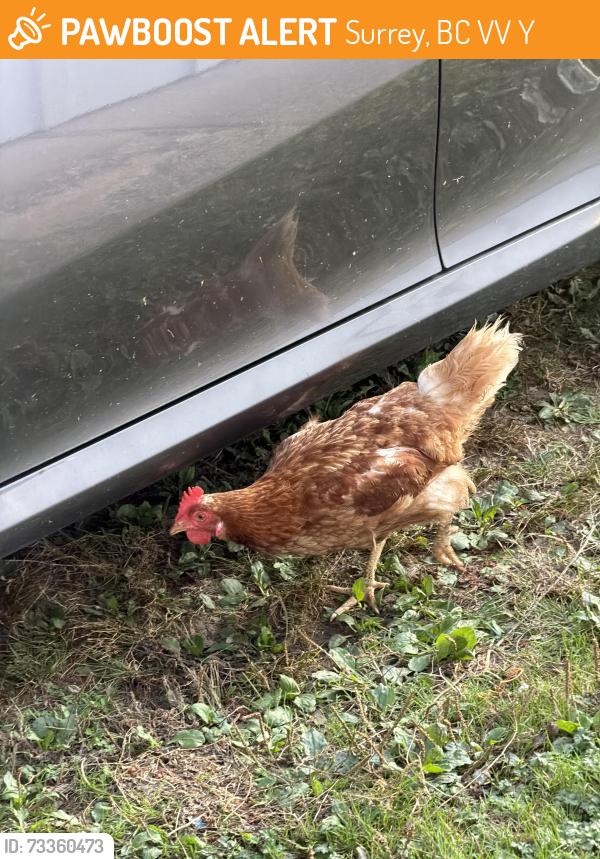 Found/Stray Unknown Other last seen Near street 100 ave, Surrey, BC V3V 2Y3